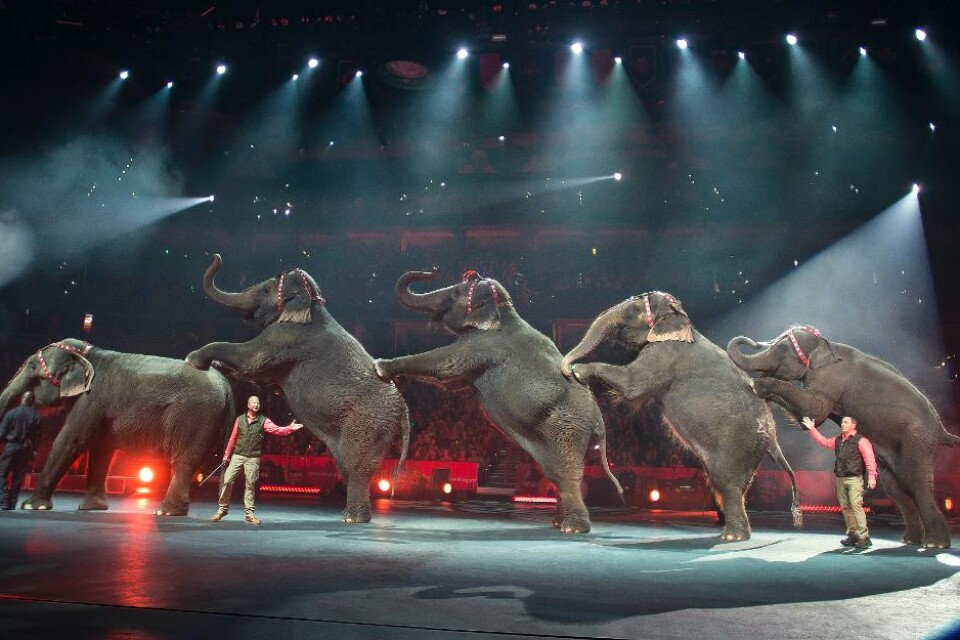 Efter många upprörda känslor om djurens rättigheter meddelar det klassiska amerikanska cirkusföretaget Ringling Brothers and Barnum & Bailey att de kommer att sluta använda elefanter i sina föreställningar. Koncernen som äger företaget uppger att det in