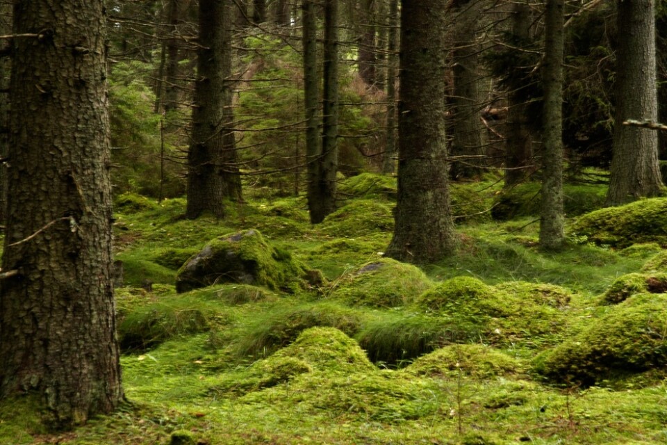 Skogsägare ska enligt ett förslag uppmuntras att biotopskydda större ytor än i dag. Arkivbild.