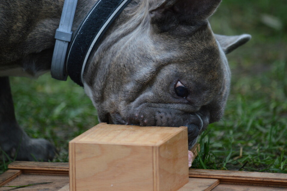 En fransk bulldogg försöker få upp en låda för att komma åt en bit korv. Det går oftast dåligt enligt en studie.