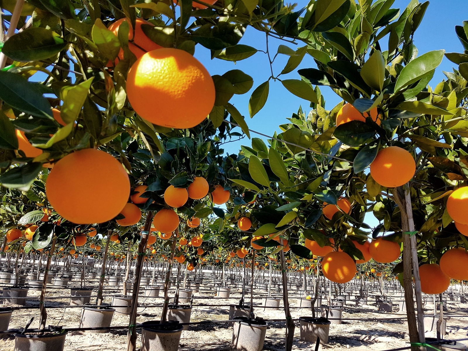 På plantskolan Asejar Viveros i Spanien växer bland annat apelsinträd (citrus senensis). Foto: Privat