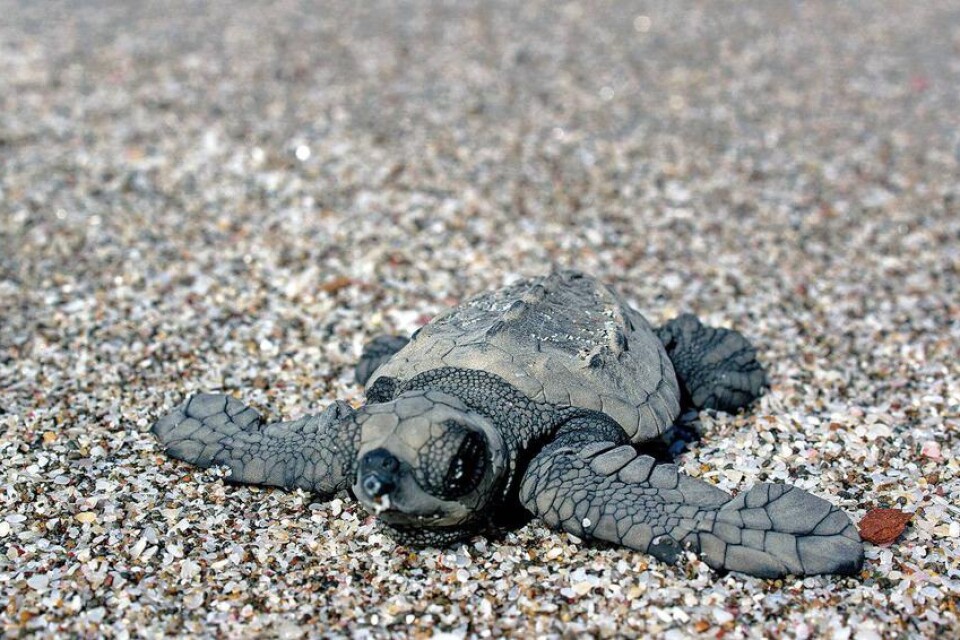 Flera olika slags sköldpaddor lägger sina ägg i sanden på Motezumastranden. Strandvakter samlar sedan in äggen och skyddar dem till de kläcks. Det här är en Olive Ridley?sköldpadda. De blir 80 centimeter långa som vuxna.