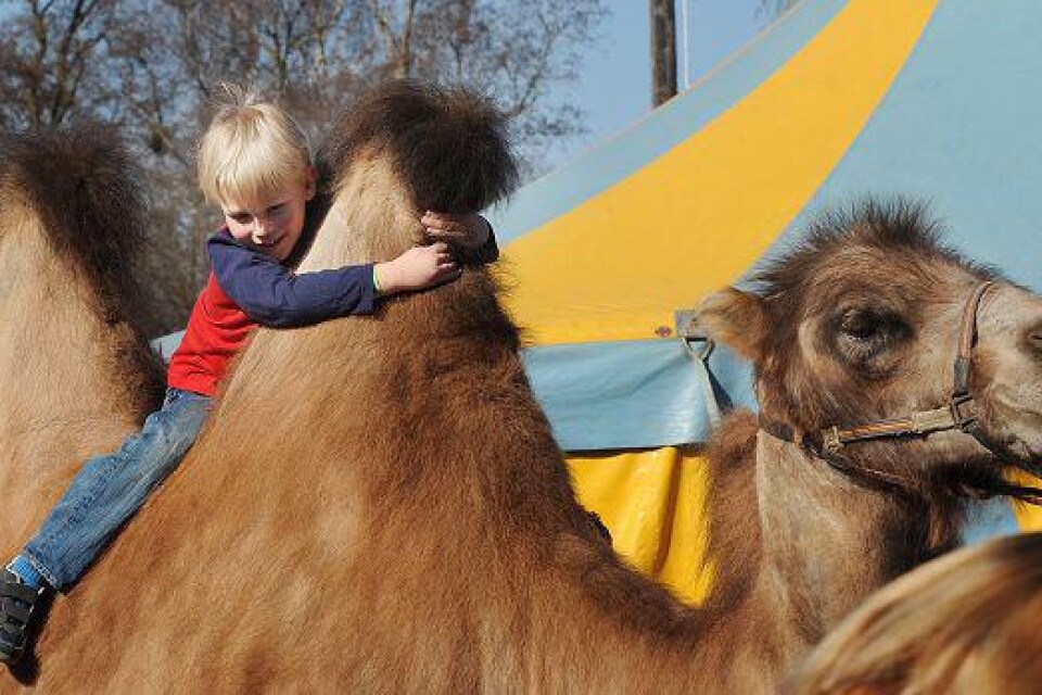 &#x96; Jag red på den största av alla, säger Viggo Wedin efter kamelturen på Cirkus Olympia.