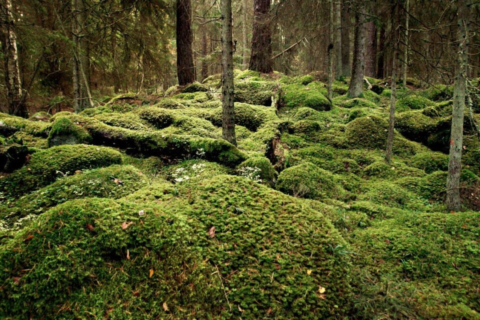 "Vackra skogar är också en plats där vi strövar, plockar bär och svamp, tränar och hämtar mental styrka.”