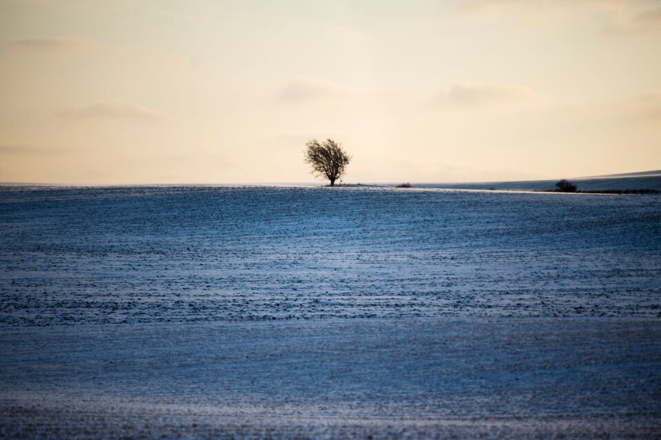 Ett ensamt vindpinat träd på en snötäckt skånsk åker
