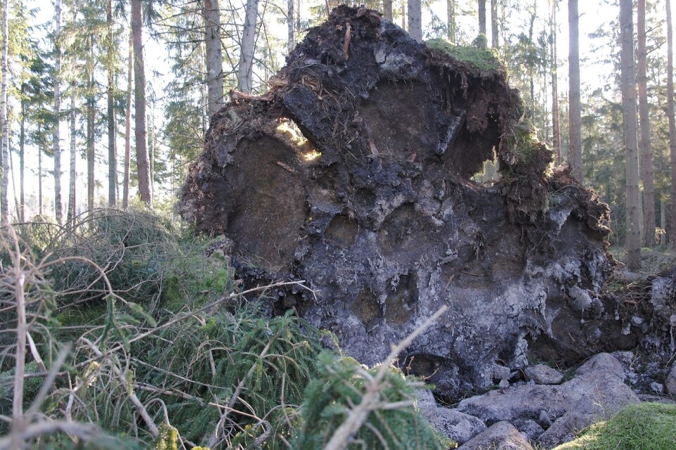 Stormen Laura fällde en hel del skog i Göinge-trakterna.                                           FOTO: SUSANNE GÄRE