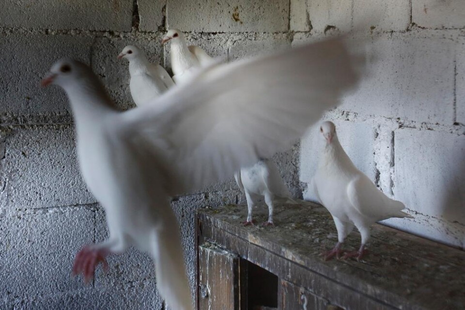 En vit duva som tros ha flugit över gränsen från Pakistan hålls i förvar i Indien, enligt polisen misstänkt för spioneri. Den luftburna inkräktaren hade ett budskap fäst vid kroppen, något som fick myndigheter att ta en närmare titt på fågeln. En del av