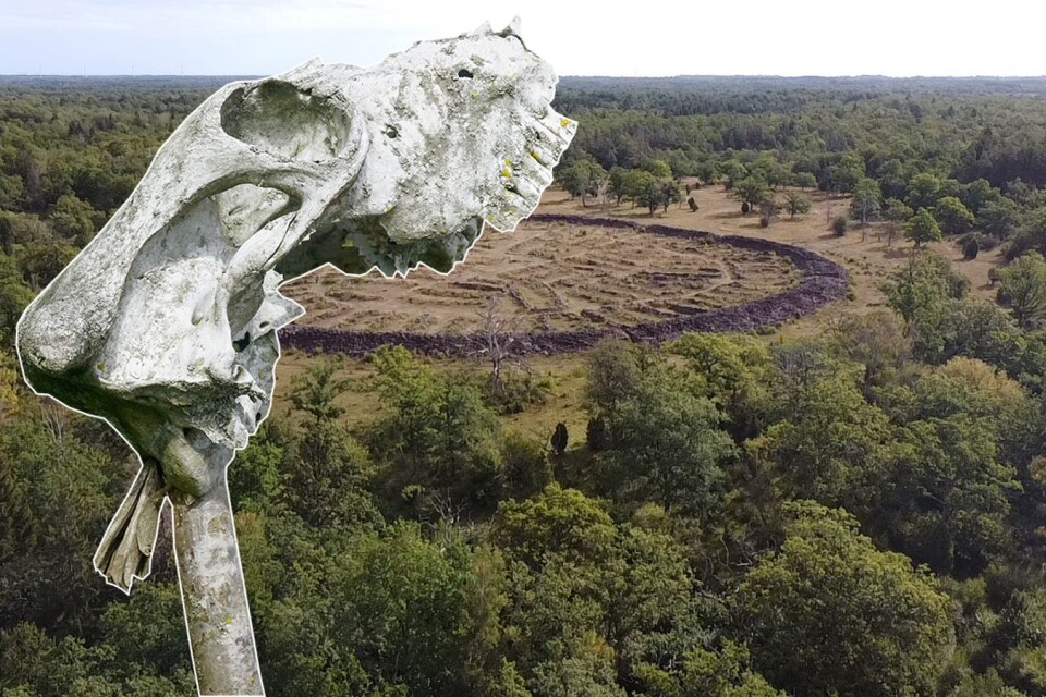 Observationer med bland annat skelett av djurhuvud på Ismantorps borg. Bilden är ett montage.