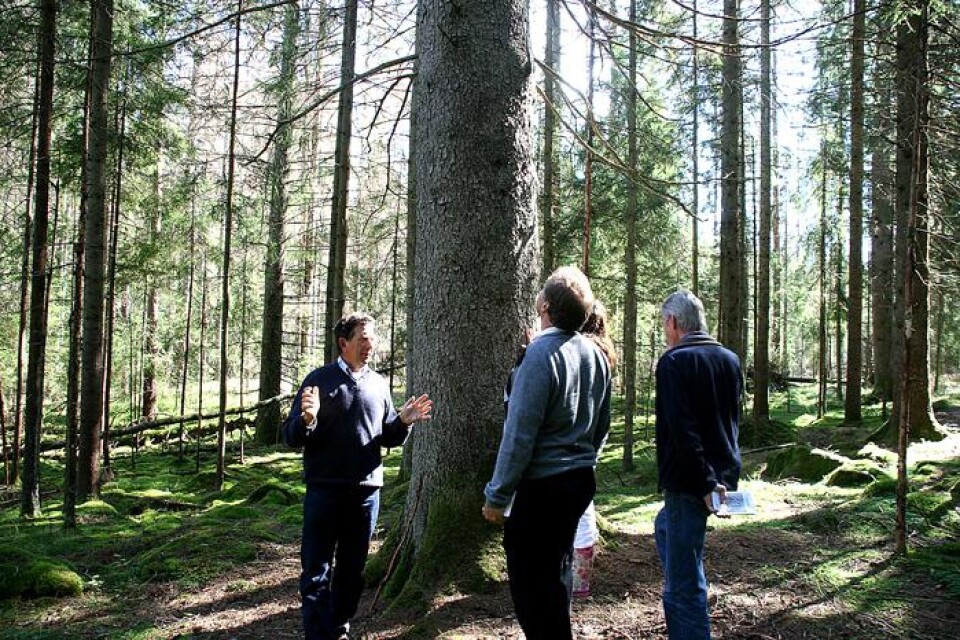 Lars Strandberg visar delar av gammelskogen för bland andra Anders Flanking, Maria Kornevik Jakobsson (skymd) och Anders Hell.