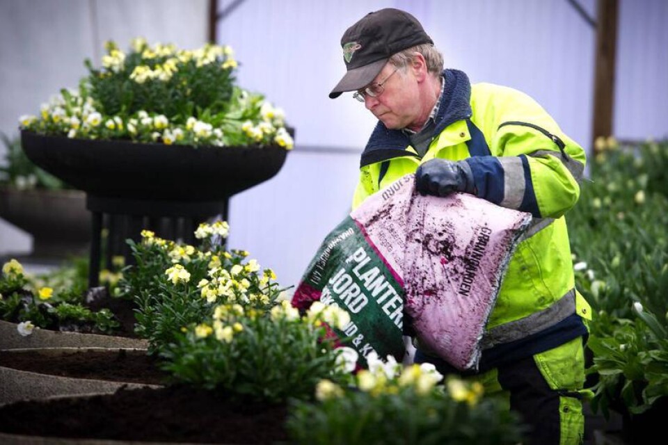 På gång. Roland Persson förbereder blommorna för placering på stadens gator och torg.