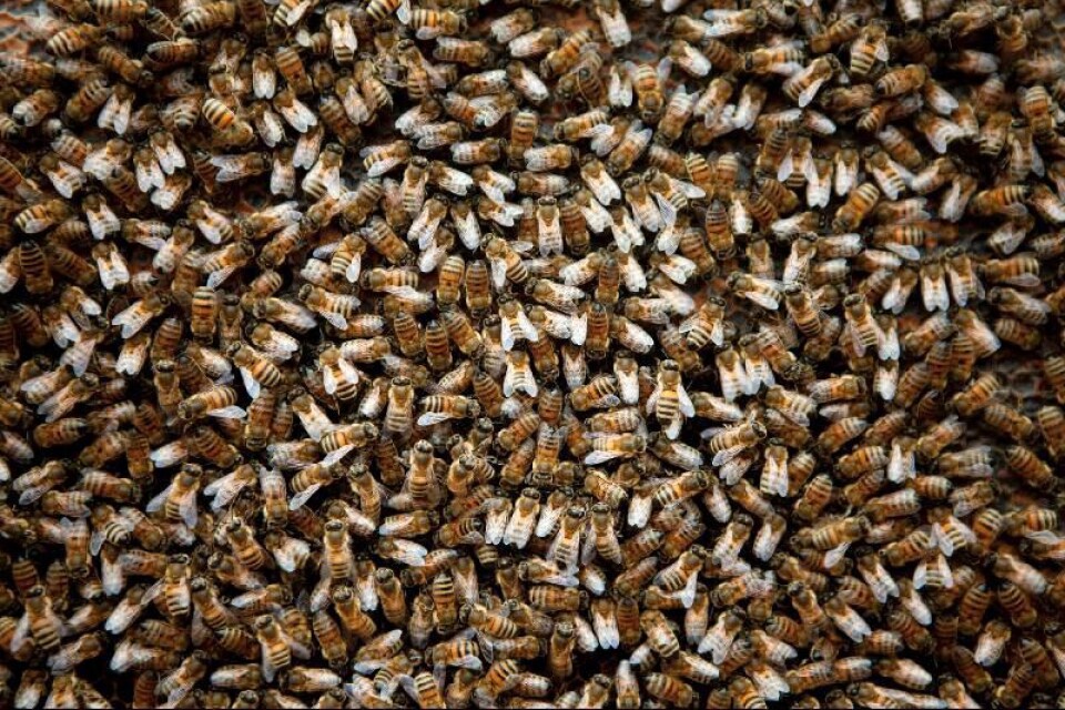 I en bikupa finns det upp till 70 000 individer.