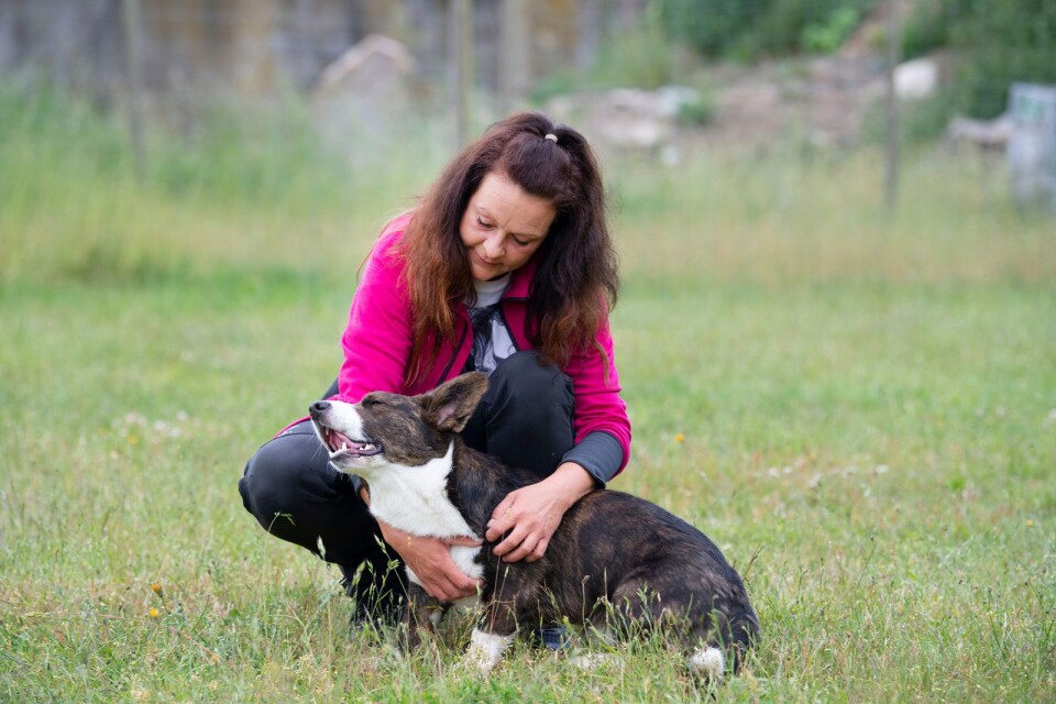 ”Det är ett privilegium att få ta hand om hundarna här”, säger Vanja Andersson”, säger Vanja Andersson.