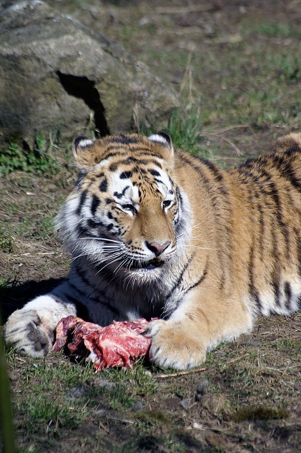 Tigrarna har just fått mat. Foto: Anders Carnelid.
