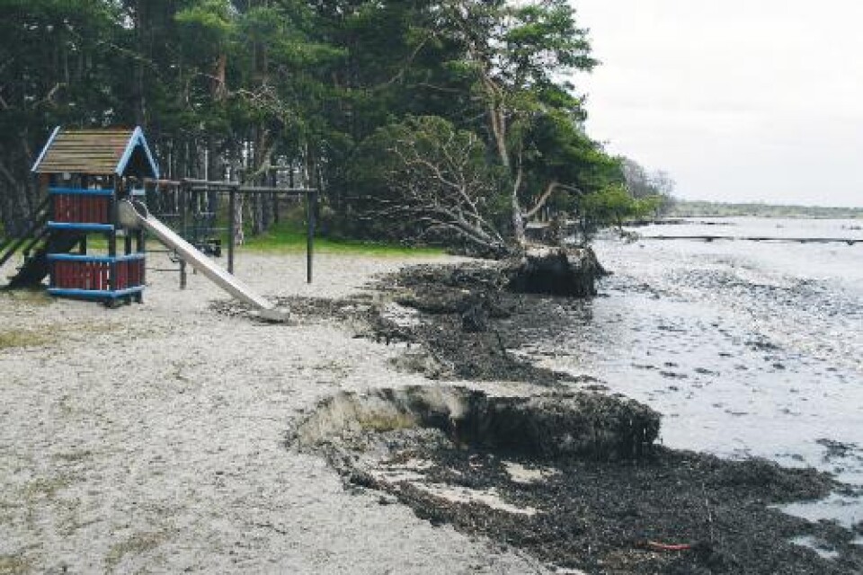 Foto:Niklas Jersblad Högt vatten. Hälleviks badstrand slukas av havet. Flera meter sandstrand har spolats bort och två tallar har vält.