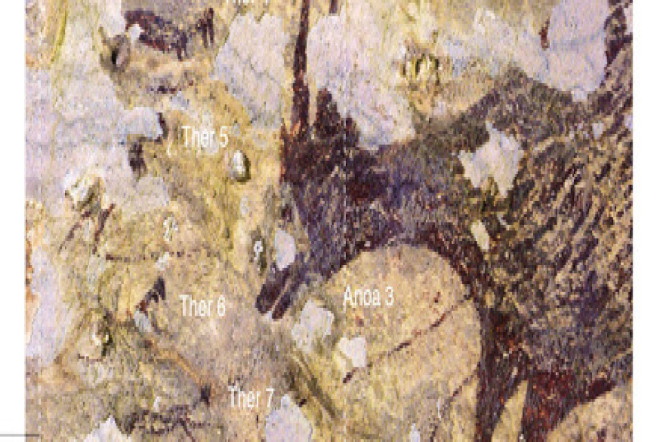 Världens hittills äldsta grottmålning har hittats på ön Sulawesi i Indonesien. Målningen, som är 44|000 år gammal, tros föreställa en jaktscen.