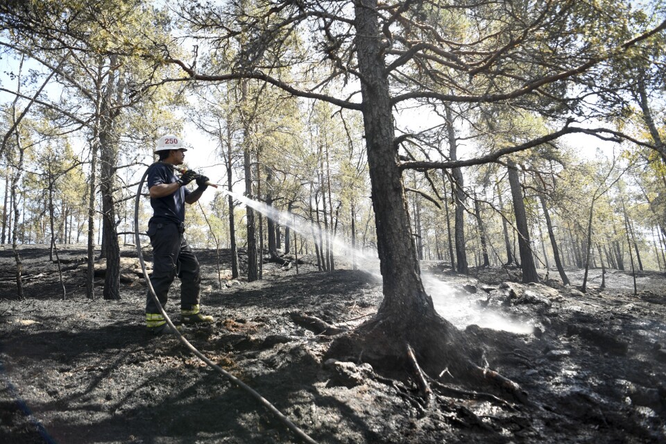 Daniel Stigenberg, från räddningstjänsten i Tyresö, eftersläcker en brand i ett större skogsområde i gränsområdet mellan Paradisets och Svartsjöns naturreservat i södra Stockholm.
