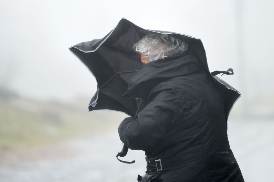 Meteorolog Ohlssons tips inför söndag: håll riktigt hårt i paraplyet.