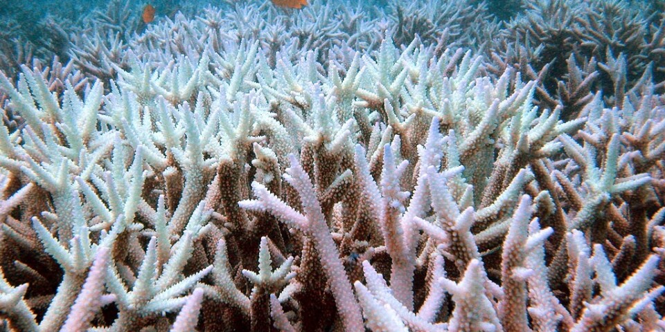 Australien ska satsa miljarder på att skydda Stora barriärrevet vars koraller utsatts för storskalig blekning. Arkivbild