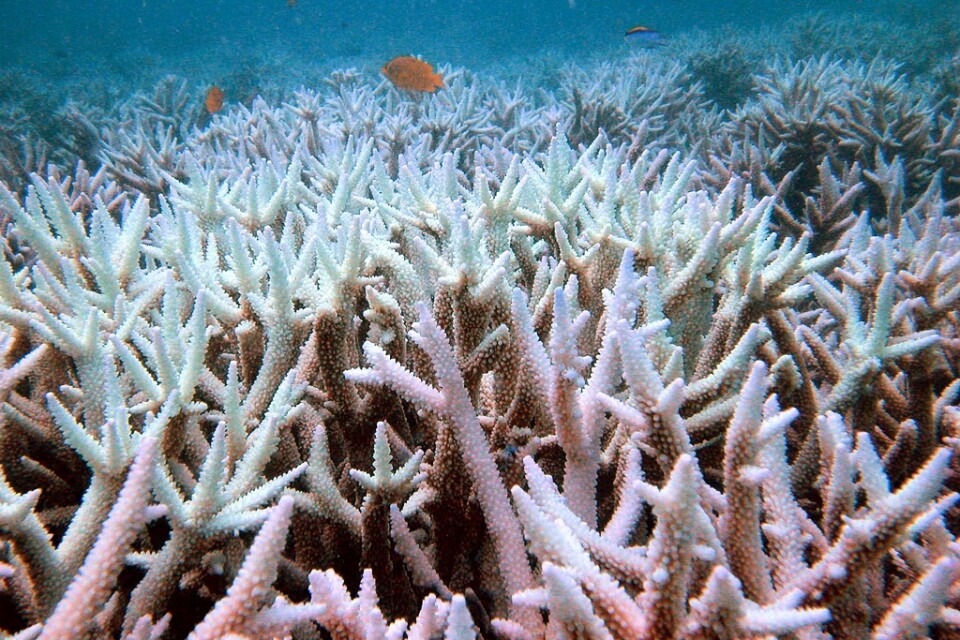 Australien ska satsa miljarder på att skydda Stora barriärrevet vars koraller utsatts för storskalig blekning. Arkivbild