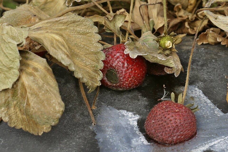 Ruttnande jordgubbar – ett problem även i Australien. Arkivbild.