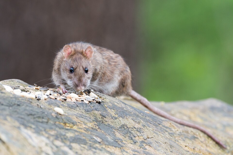 Råttproblemen ökar i Växjö och skadedjursbekämparna får göra fler saneringsuppdrag.