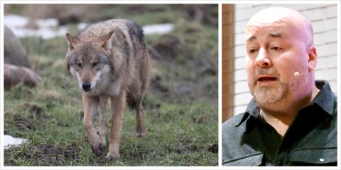Länsstyrelsen: Inga vargar ska flyttas till Småland