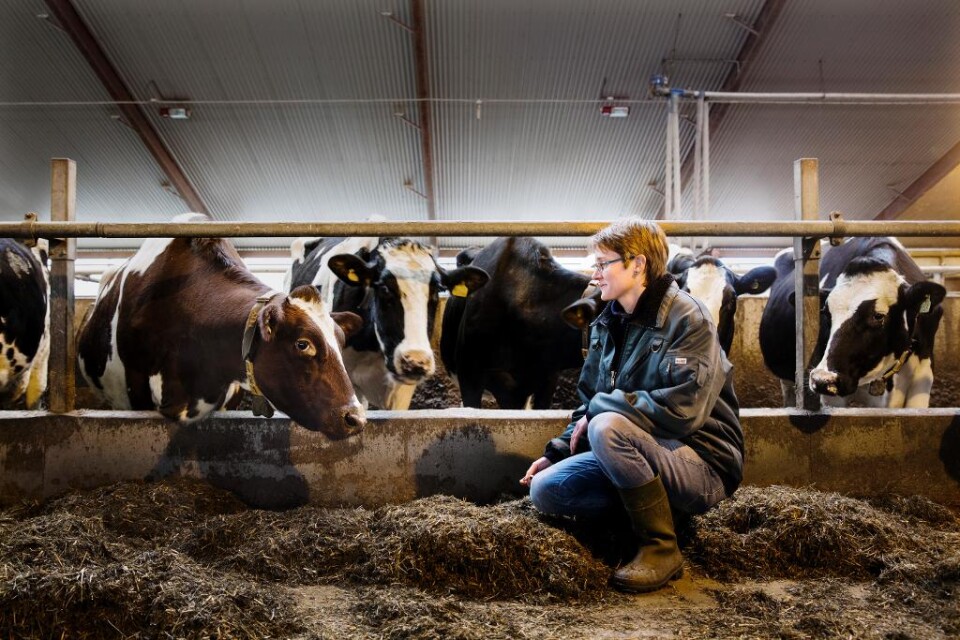 När mjölken inom kort får flöda fritt i EU riskerar svenska bönder att utsättas för ett hårt konkurrenstryck. Mjölkpriserna måste nu stabiliseras på en högre nivå så att bönderna kan fylla på sina lador för framtida svältperioder, anser experter. Efter