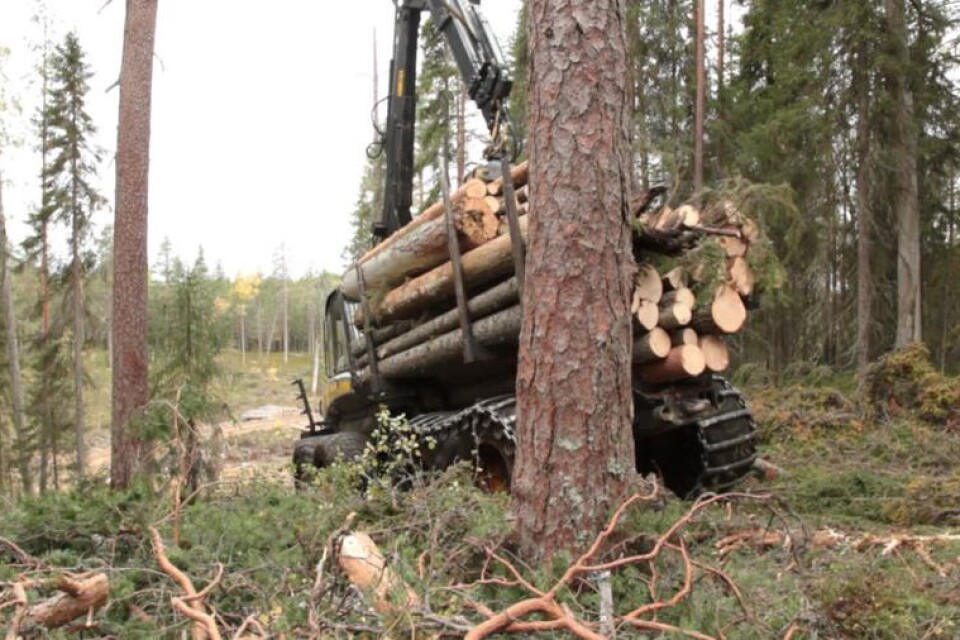 Naturskog i ryska Karelen blir till Ikeamöbler.