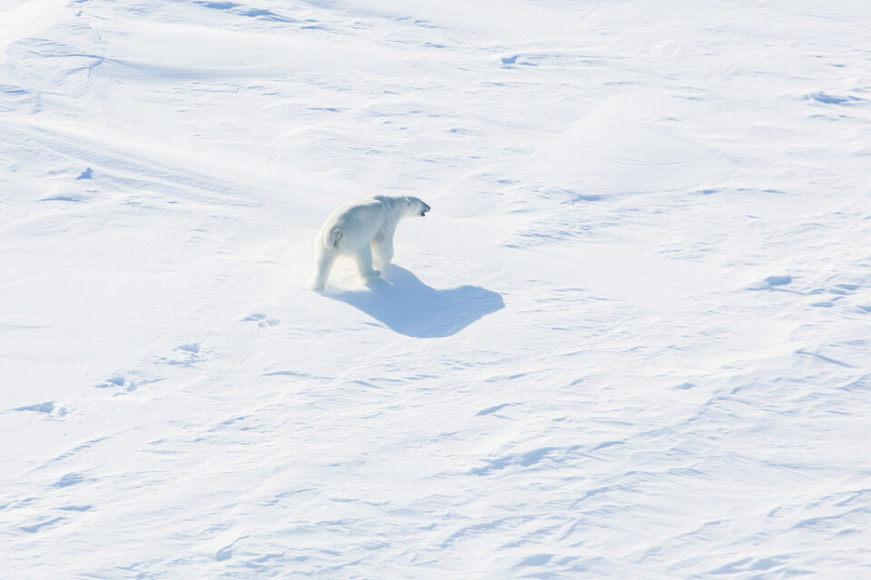 En isbjörn på Nordpolen. Arkivbild.