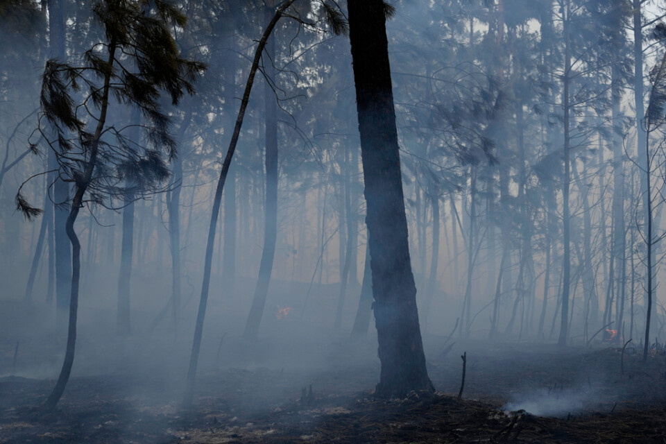 Det pyr ur marken i en brandhärjad skog utanför byn Rebolo i centrala Portugal. Bilden togs i torsdags.