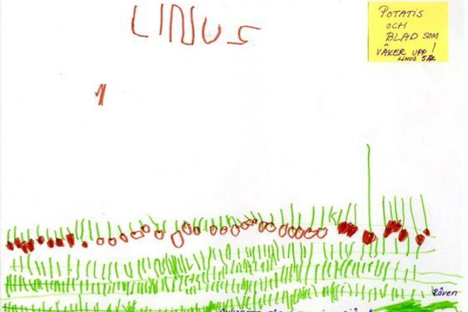 Linus, fem år, Sjöbo, har ritat potatis och blad som växer upp.