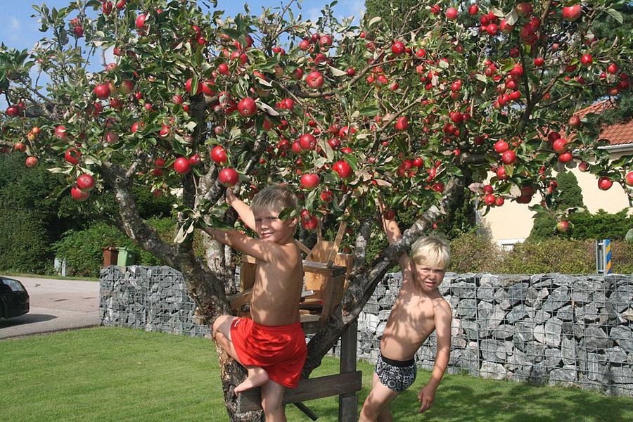 Barnbarnen Viggo och Theo i sitt klätterträd i Onsala. Foto Björn Lund