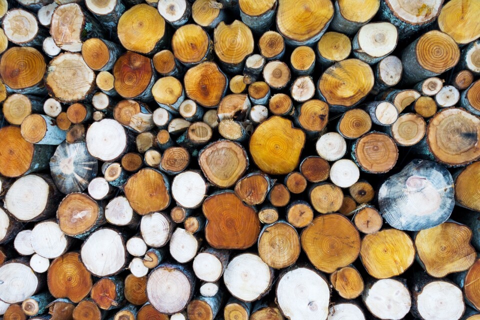 Skogskoncernen SCA säljer brittiska SCA Wood Supply till BSW Timber. Arkivbild.