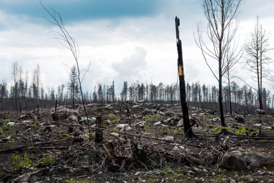 Aud Sjökvist, regeringens särskilda utredare av skogsbranden i Västmanland, kräver nu att ansvariga myndigheter och aktörer ska kunna ställas till svars för den bristande krishanteringen. I sin rapport i våras kom hon med skarp kritik mot räddningsinsa