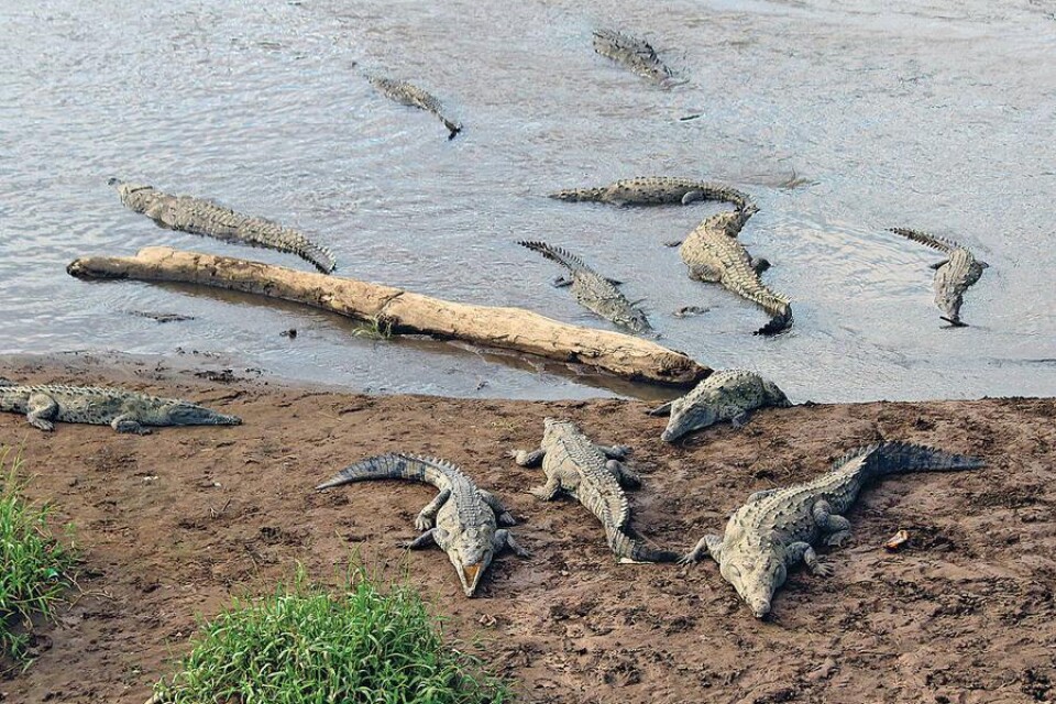 Det gäller att välja rätt badplats, i floderna trivs krokodilerna.