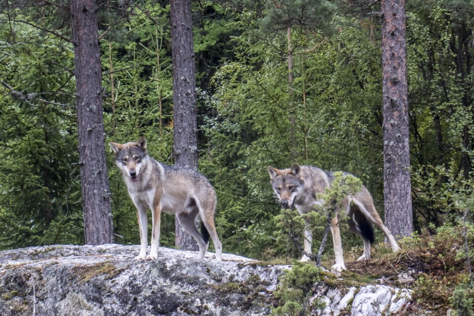 Det finns cirka 400 vargar i Sverige enligt Naturvårdsverket. Arkivbild.