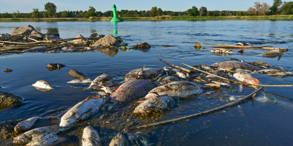 Död fisk i floden Oder.