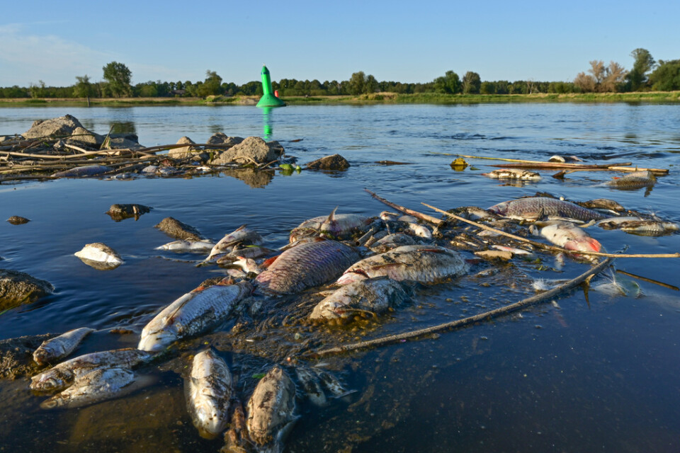 Död fisk i floden Oder.