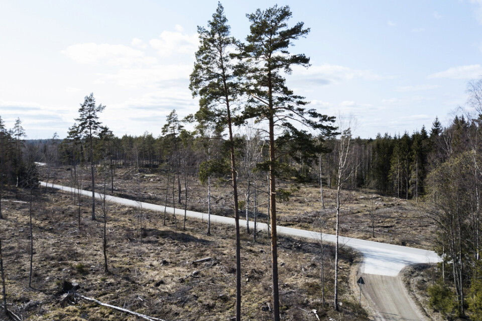 Bestånden av blåbär, lingon och andra markväxter har minskat med nästan 20 procent i svenska skogar sedan 1990-talet. Efter en omfattande avverkning kan det ta närmare 50 år för blåbärsris och lingon att växa tillbaka. Arkivbild.