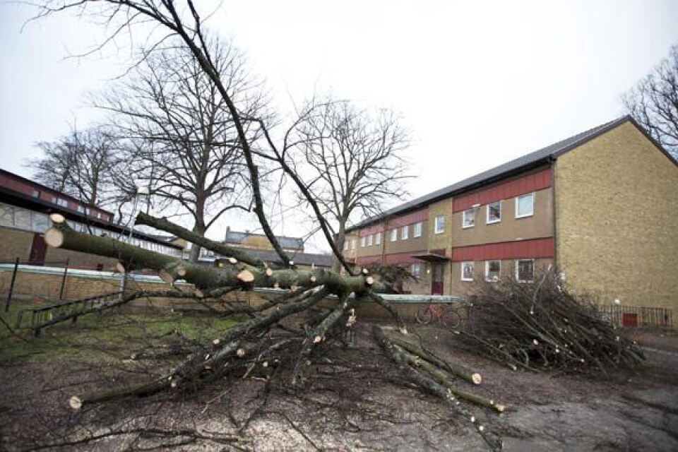 Ett stort träd har fallit på Liljeborgskolans skolgård.
