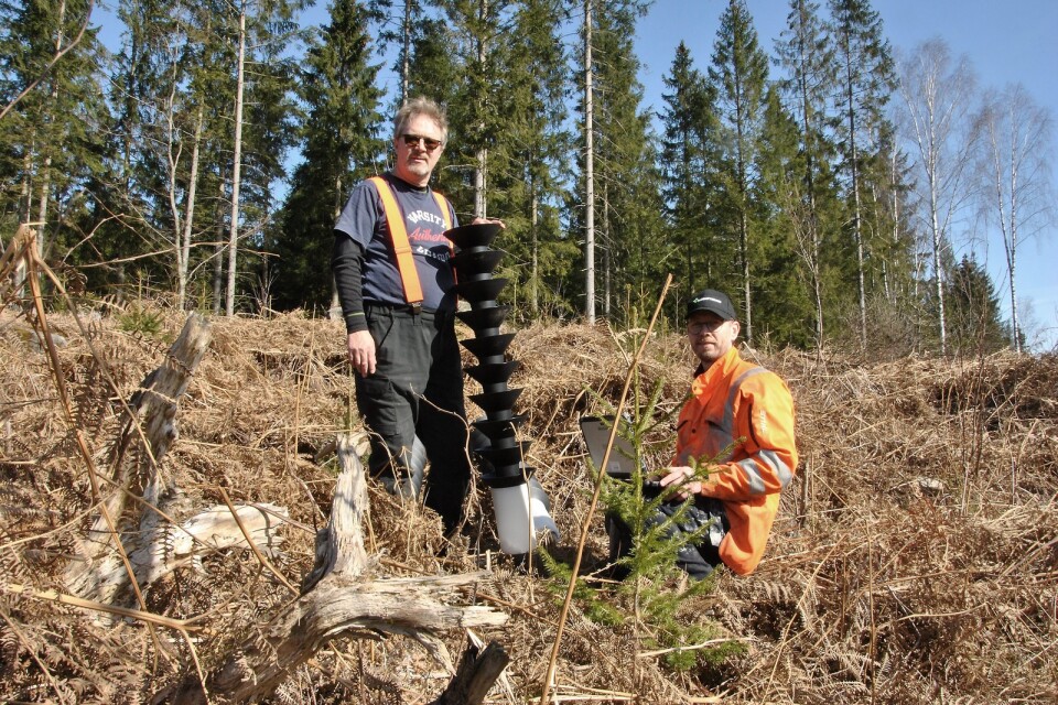 Skogsstyrelsen sätter ut fällor för barkborren. Lars Strand och Michael Lundin