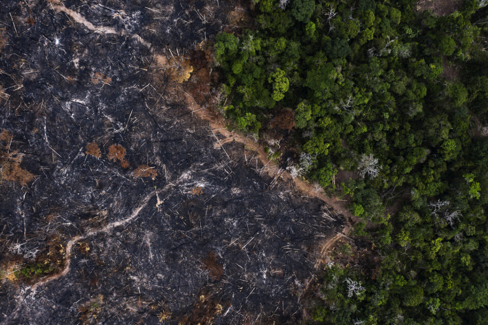 Bränd skog i brasilianska Amazonas. Arkivbild.