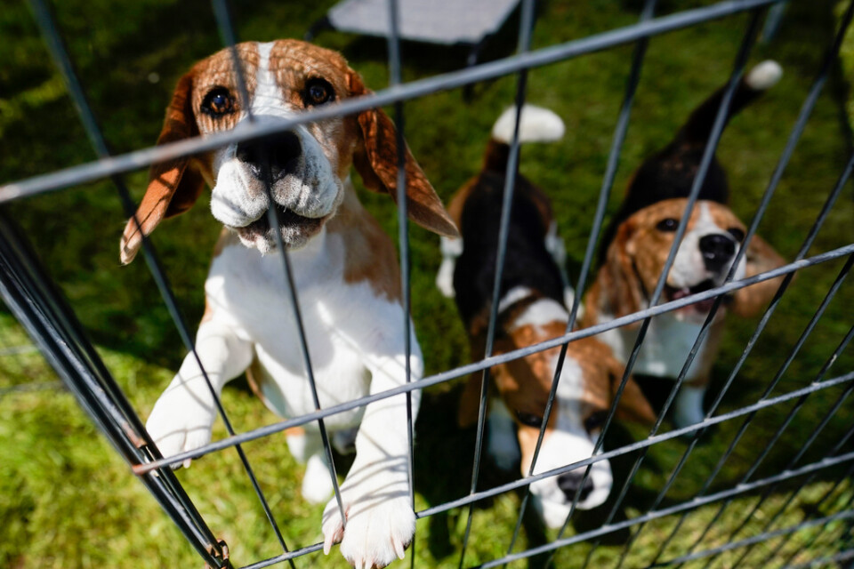 21 vanvårdade hundar hölls i en enrumslägenhet. Nu får ägarna djurförbud. Arkivbild föreställande hundar som inte har någon koppling till det aktuella fallet.