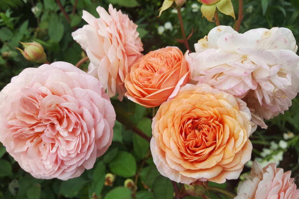 Wij Trädgårdars rosenträdgård är en ljuvligt lockande uppenbarelse – både för mänskliga besökare, humlor och bin.