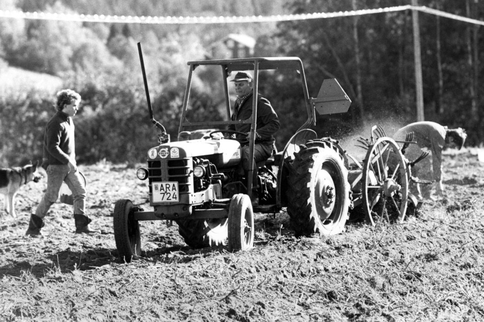 Centerpartiets ledare Thorbjörn Fälldin kör traktor på lantbruket i Ramvik norr om Härnösand. Fälldin var dagen efter krismötet i Stockholm med Centerns styrelse tillbaka i Ramvik för att ta upp potatis med familjen.