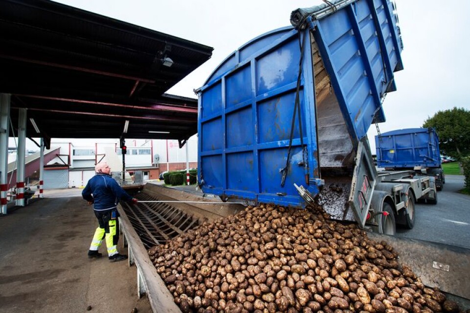 Björn Svensson lämnar potatis vid Lyckeby Starch som han hämtat från odlaren Bo Persson i Finja.