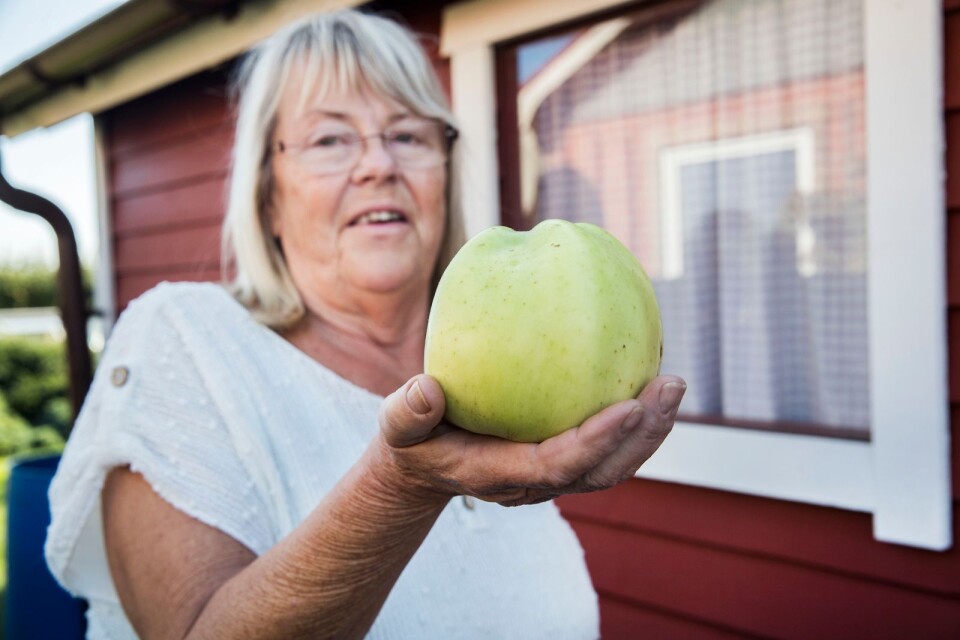 Anita Magnusson och ett Signe Tillisch-äpple på 505 gram.