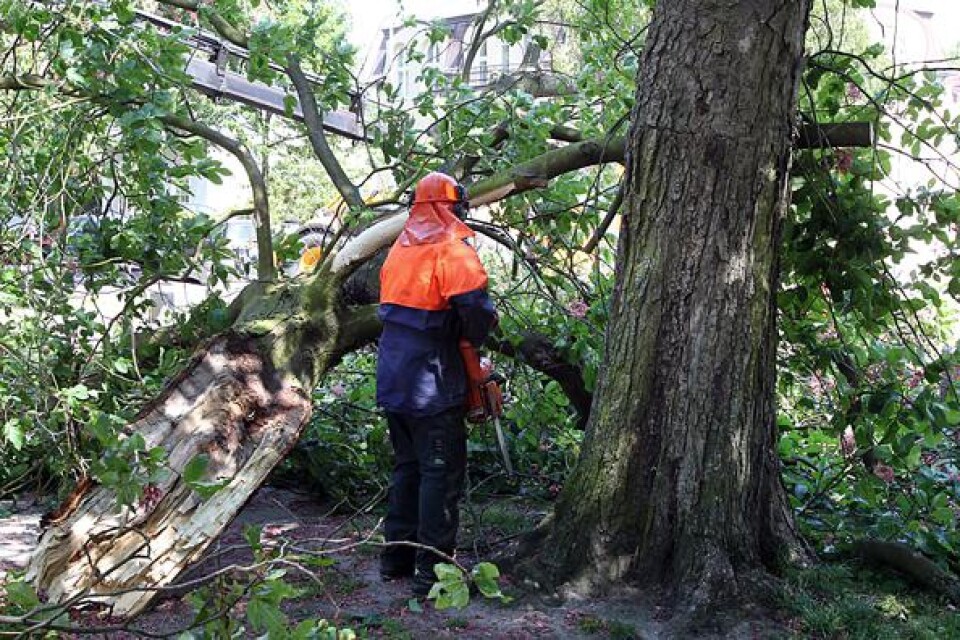 Personal fick sätta igång med att ta ner hela trädet, som drabbats av röta.
