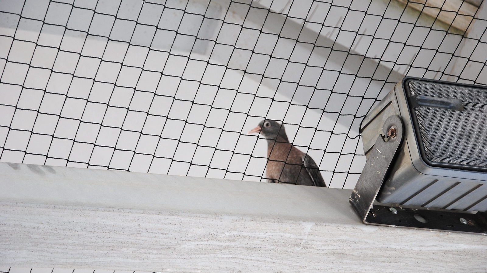 En fågel sitter på nätet som nyligen sattes upp under taket på stationen. Foto: Sharon Wong