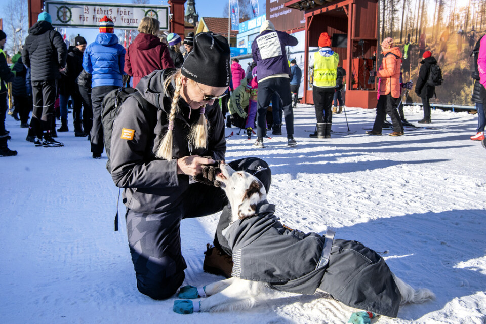Joanna Sjöö och hunden Molly jagar dopningsfuskare i Vasaloppet.