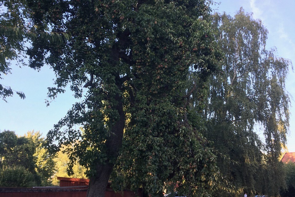 ”Nu har det hänt igen. Kalmar kommuns personal har sågat ner det äldre Furstligt Grönt Taffelpäron-trädet utanför Krusenstiernska gården”, skriver insändarskribenten.